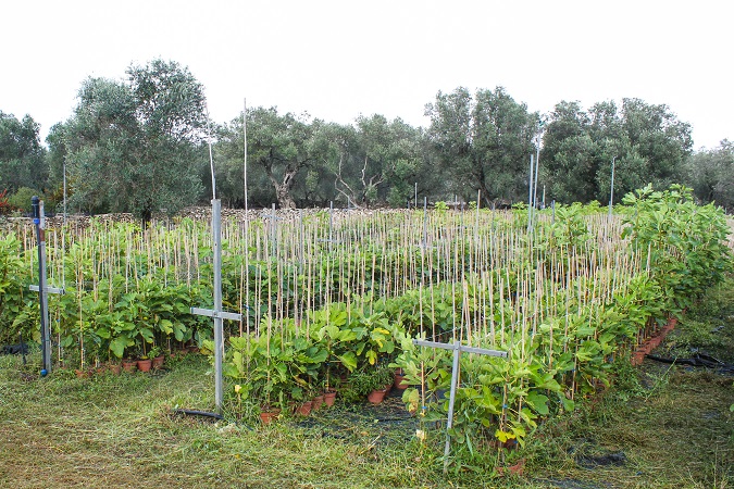 vivaio7